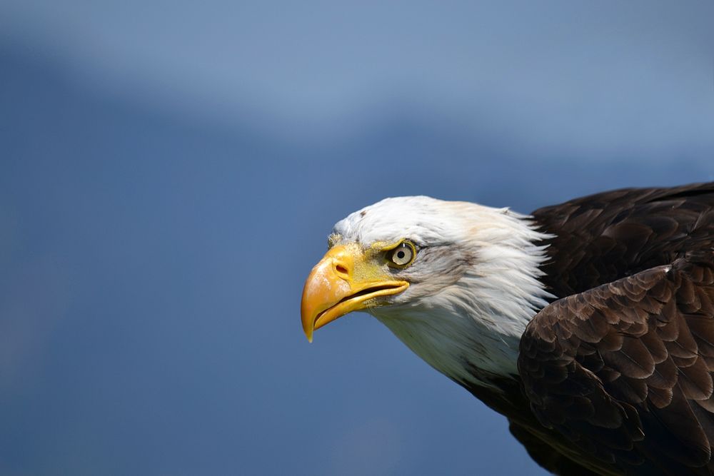Free bald eagle closeup image, public domain CC0 photo.