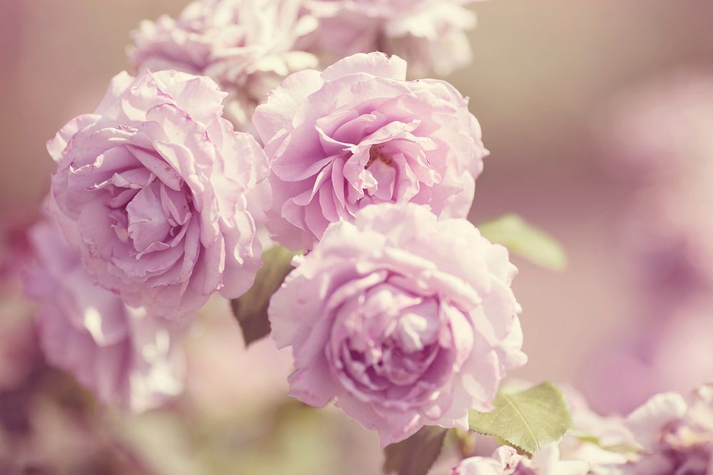 Free pink garden roses image, public domain flower CC0 photo.