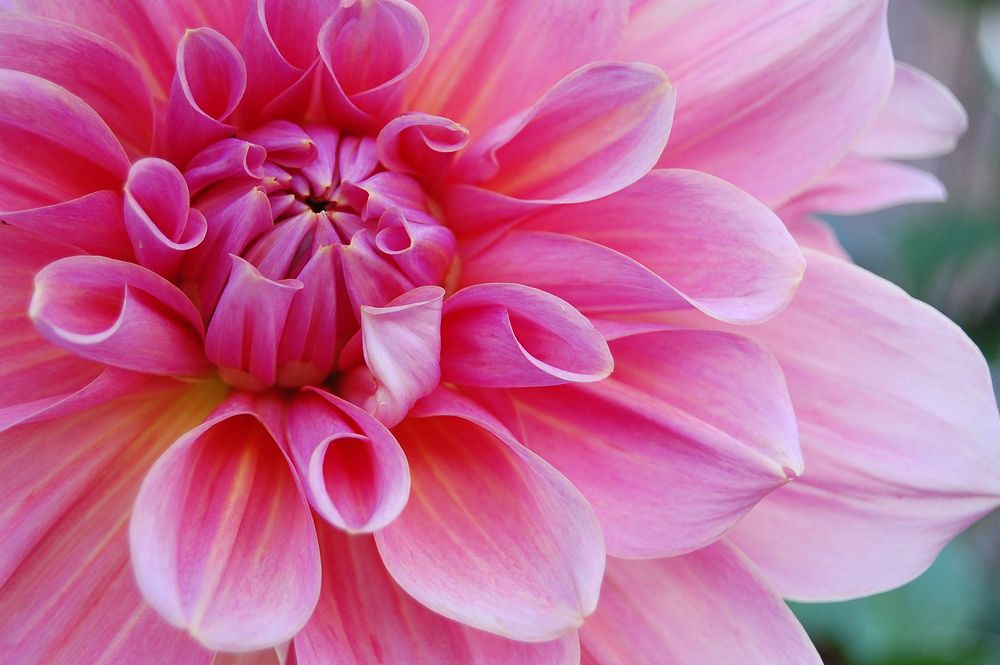 Free pink dahlia image, public domain flower CC0 photo.