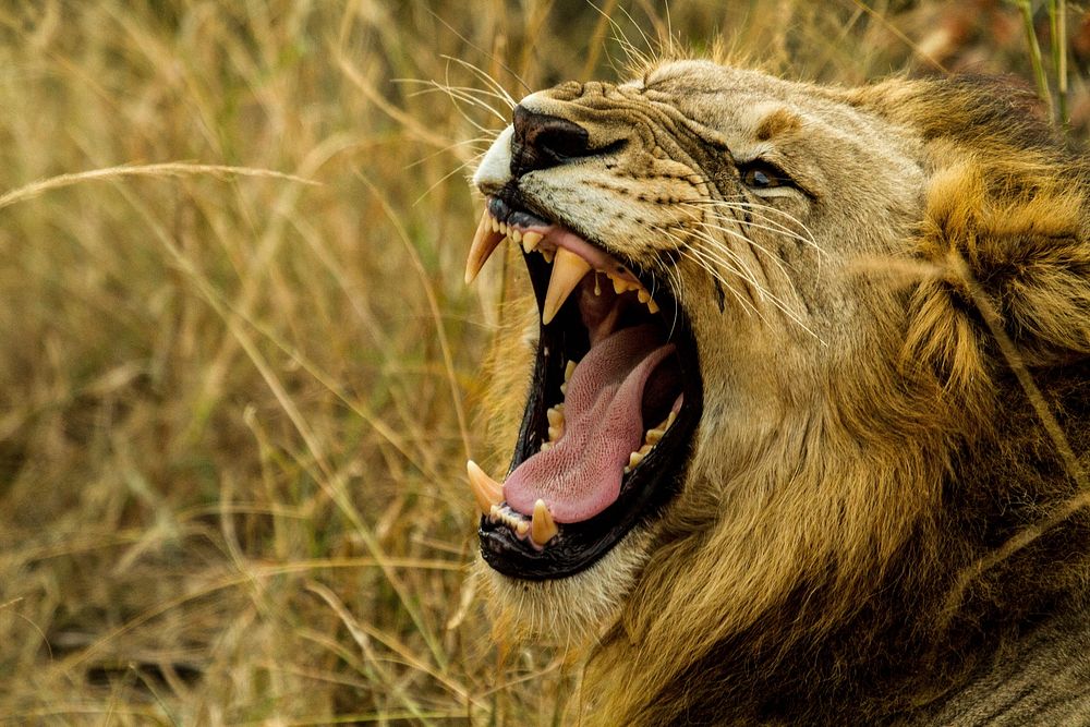Free lion image, public domain wild animal CC0 photo.