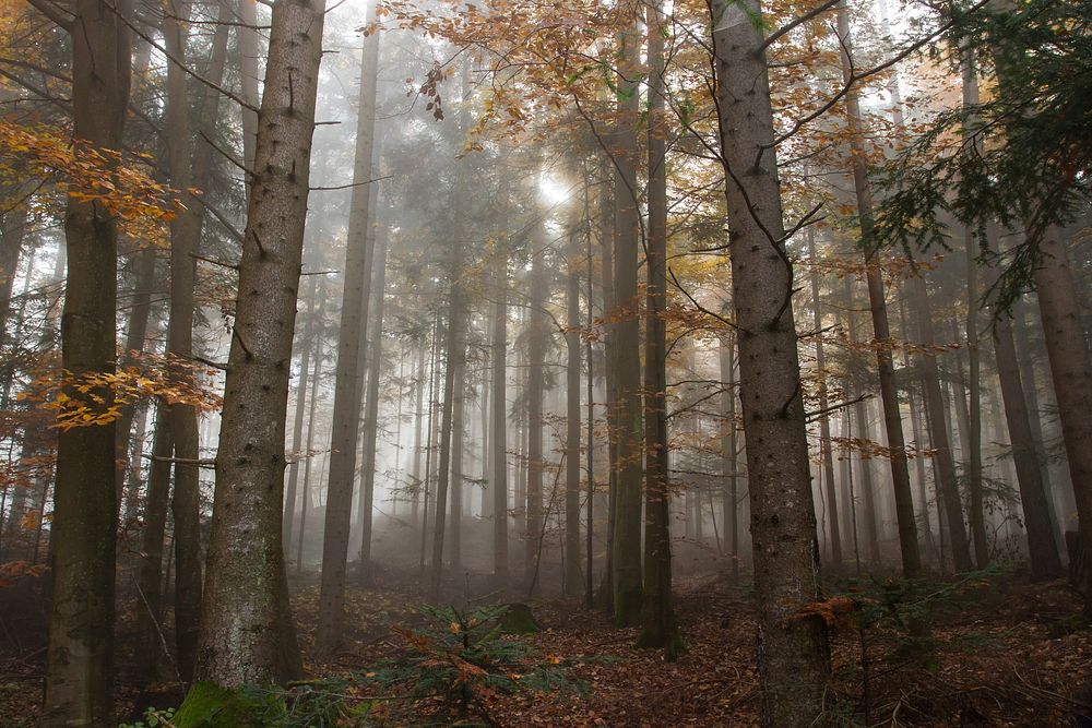 Free autumn trees in forest photo, public domain nature CC0 image.