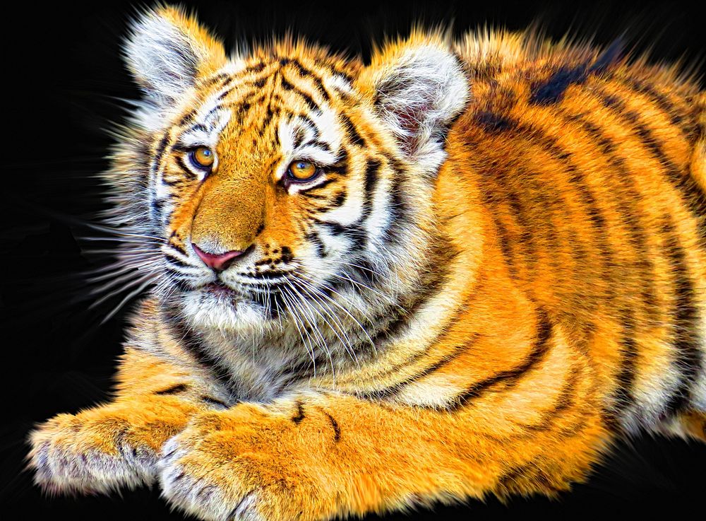 Free Bengal tiger image, public domain wild animal CC0 photo.