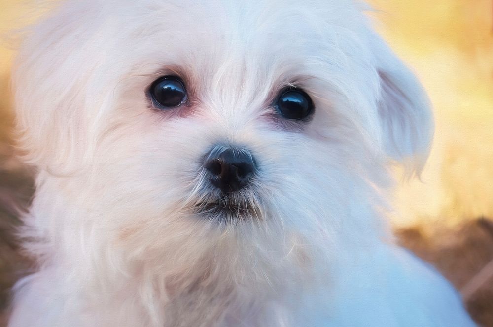 Free white fluffy dog's face image, public domain animal CC0 photo.