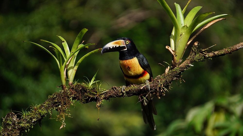 Free fiery-billed aracari on tree branch image, public domain animal CC0 photo.