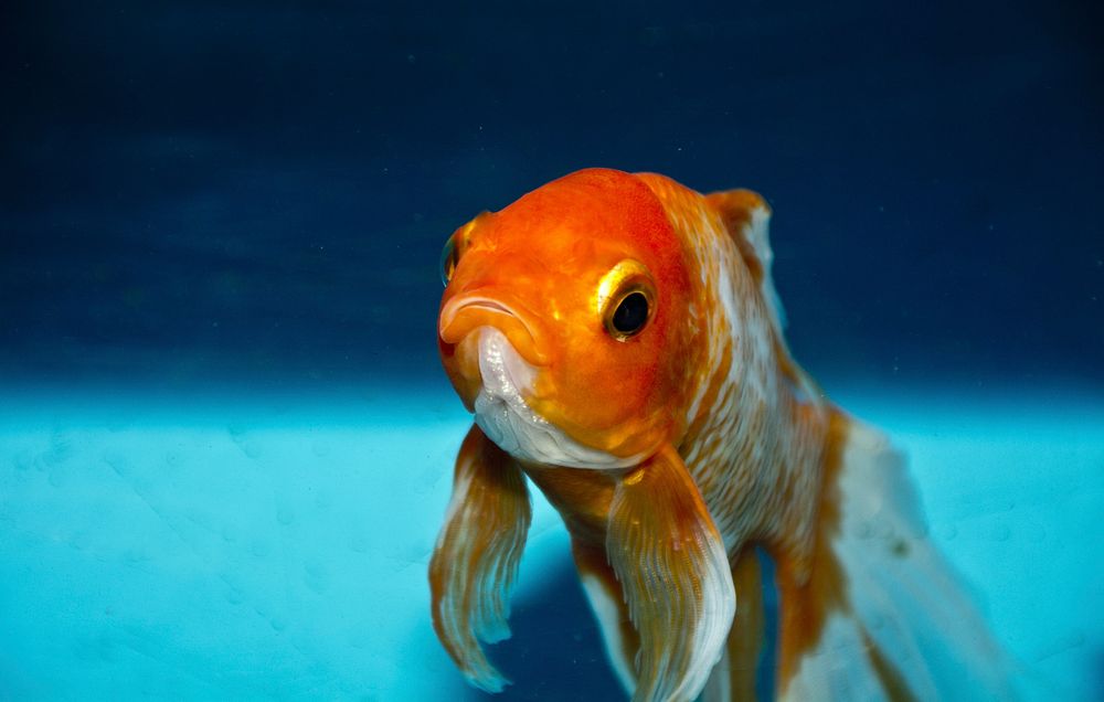 Free goldfish image, public domain animal CC0 photo.