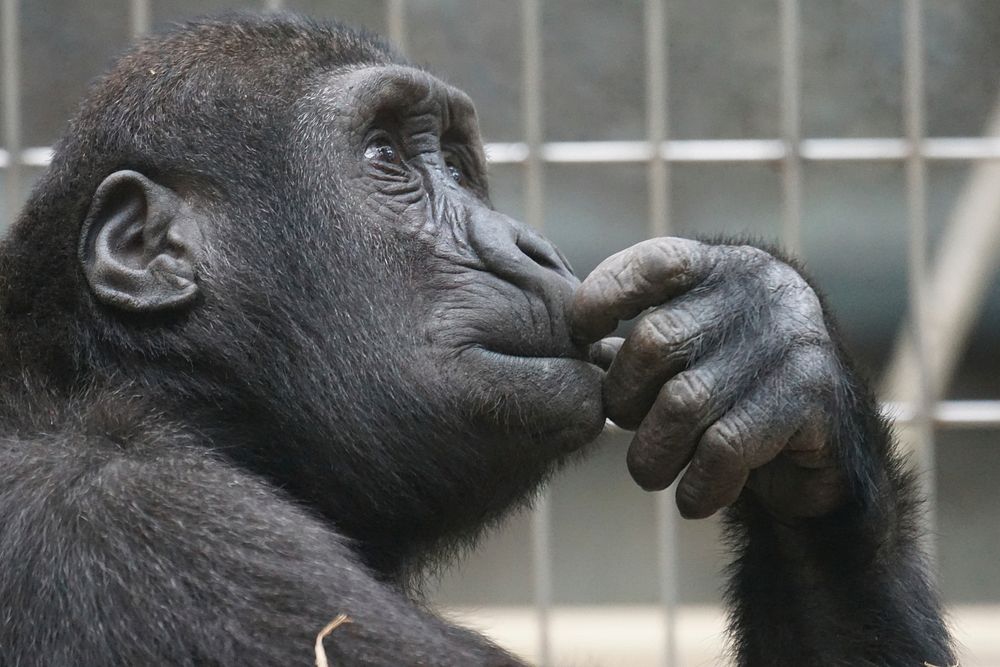Free closeup on gorilla image, public domain animal CC0 photo.