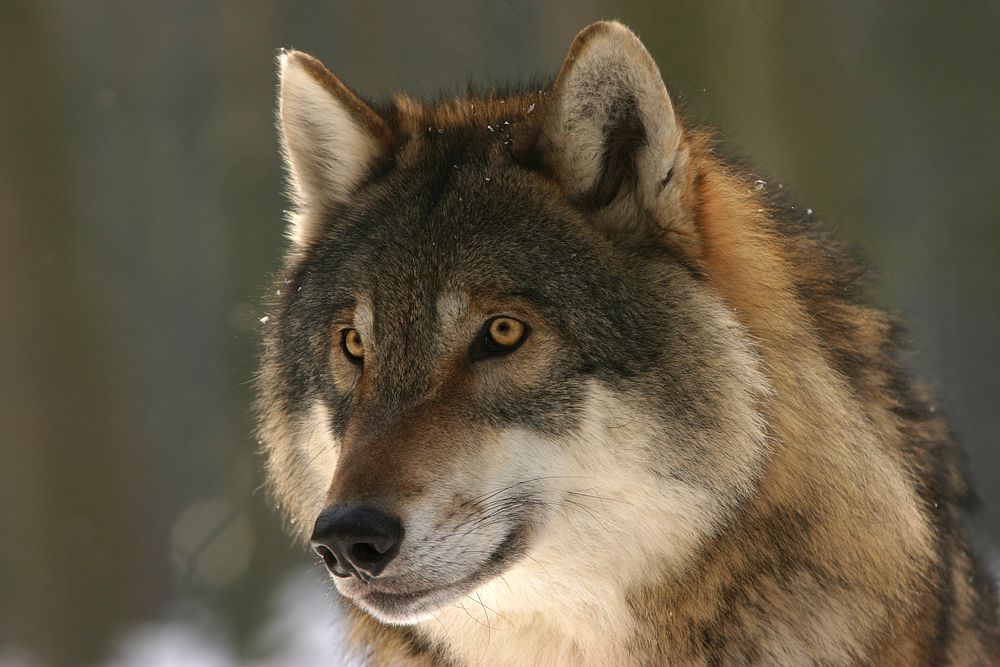 Free Eurasian wolf image, public domain animal CC0 photo.