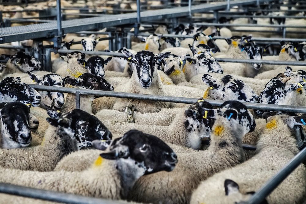 Free indoor sheep farm image, public domain animal CC0 photo.