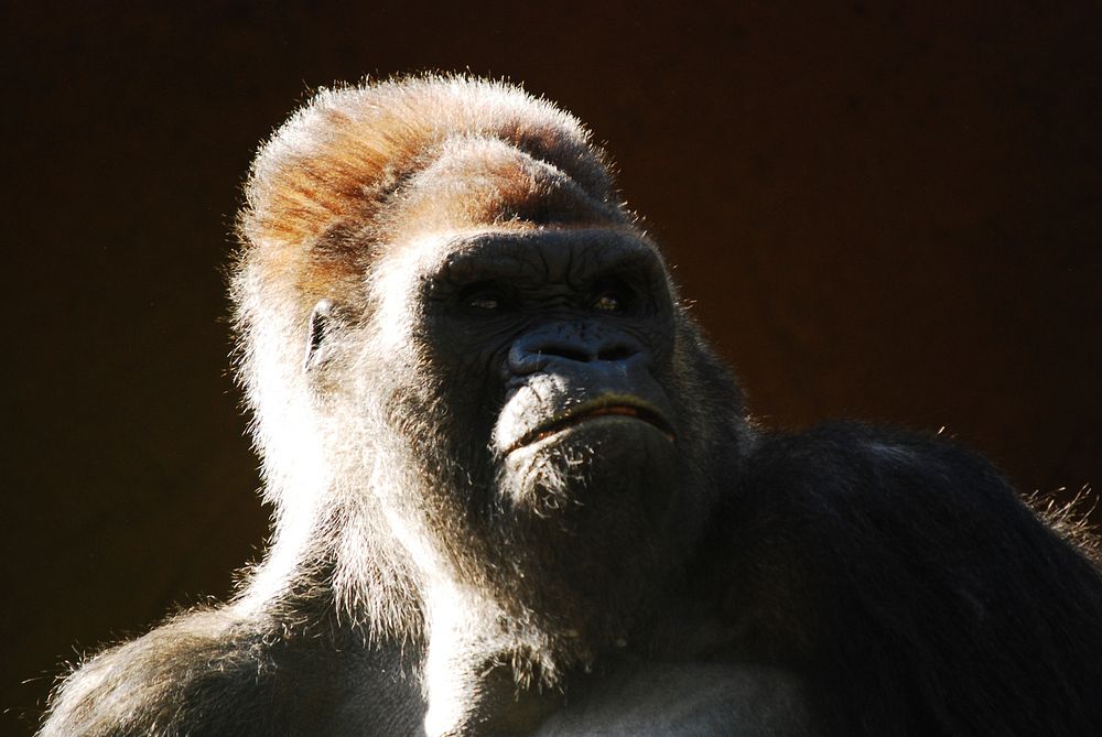 Free gorilla closeup image, public domain animal CC0 photo. 