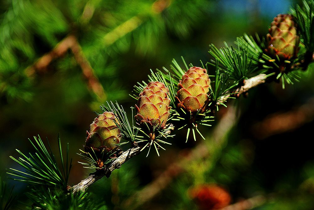 Free conifer cones image, public domain botanical CC0 photo.