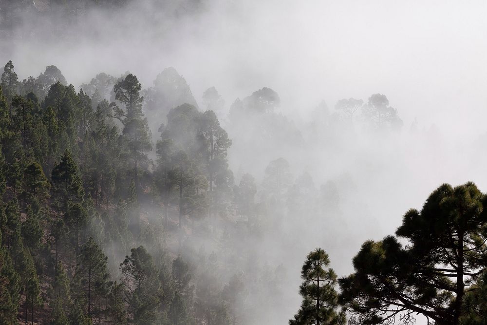Free misty field of trees image, public domain landscape CC0 photo.