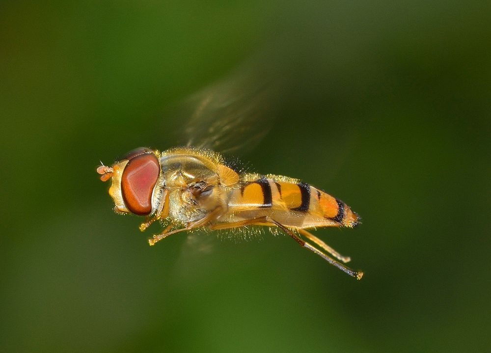 Free macro bee is flying image, public domain animal CC0 photo.