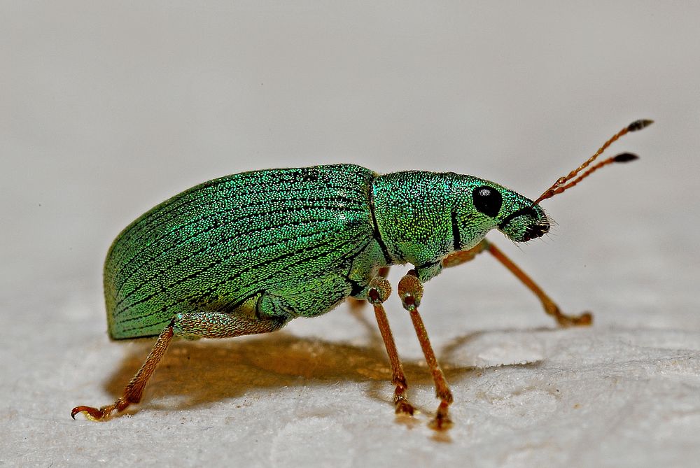 Free leaf weevil image, public domain wildlife CC0 photo.