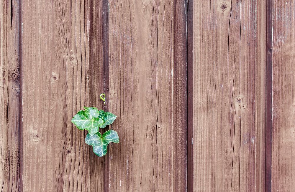 Free ivy growing on wall image, public domain background CC0 photo.