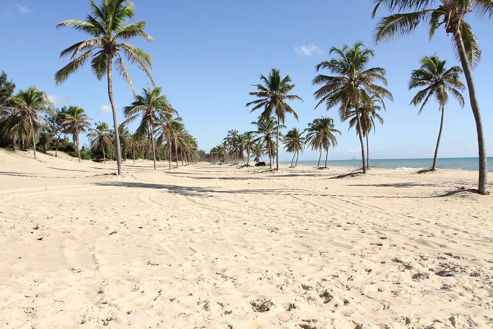 Palm tree on tropical beach, free public domain CC0 photo.