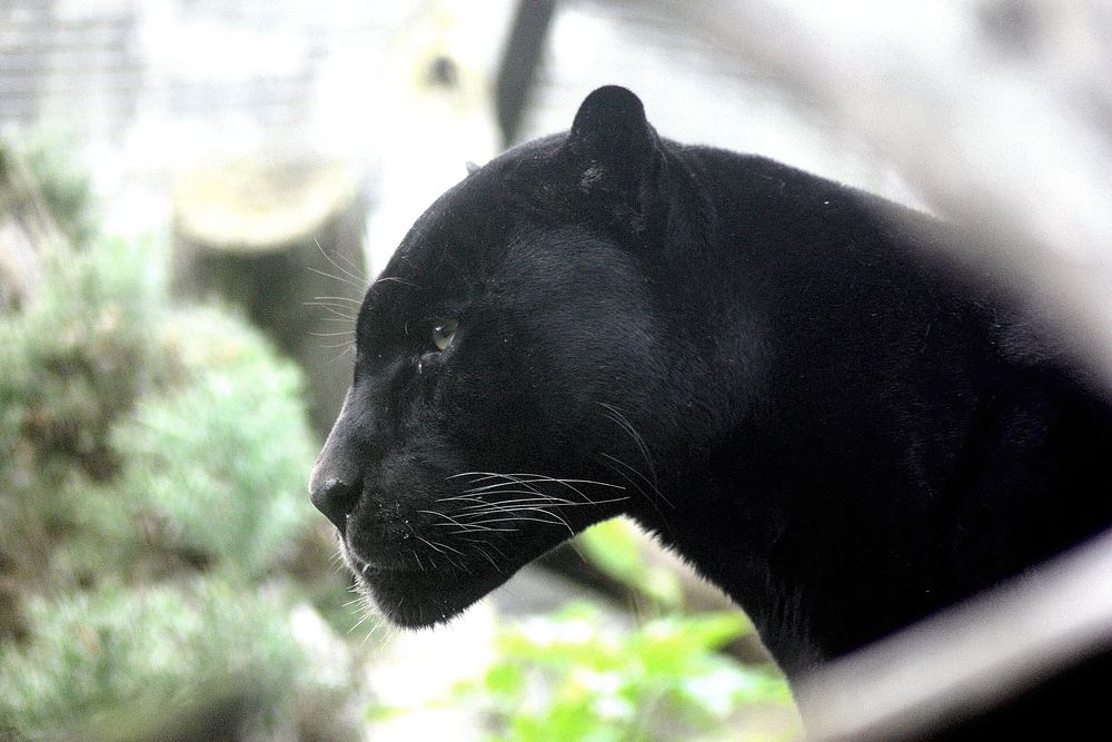 Free black panther image, public domain animal CC0 photo.