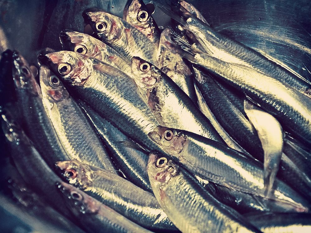 Free sardine fish image, public domain fresh market CC0 photo.