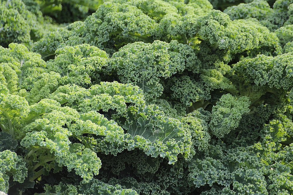 Free green kale background photo, public domain vegetable CC0 image.