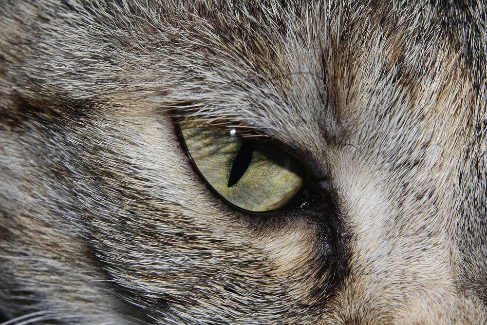 Free cute cat face closeup image, public domain CC0 photo.