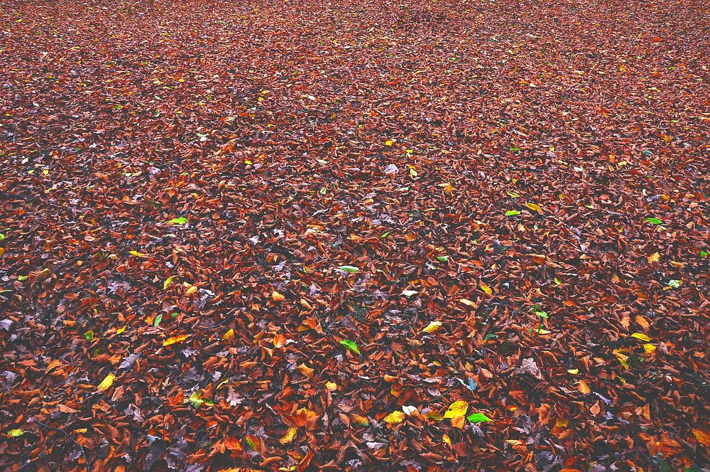 Free ground covered in autumn leaves image, public domain CC0 photo.
