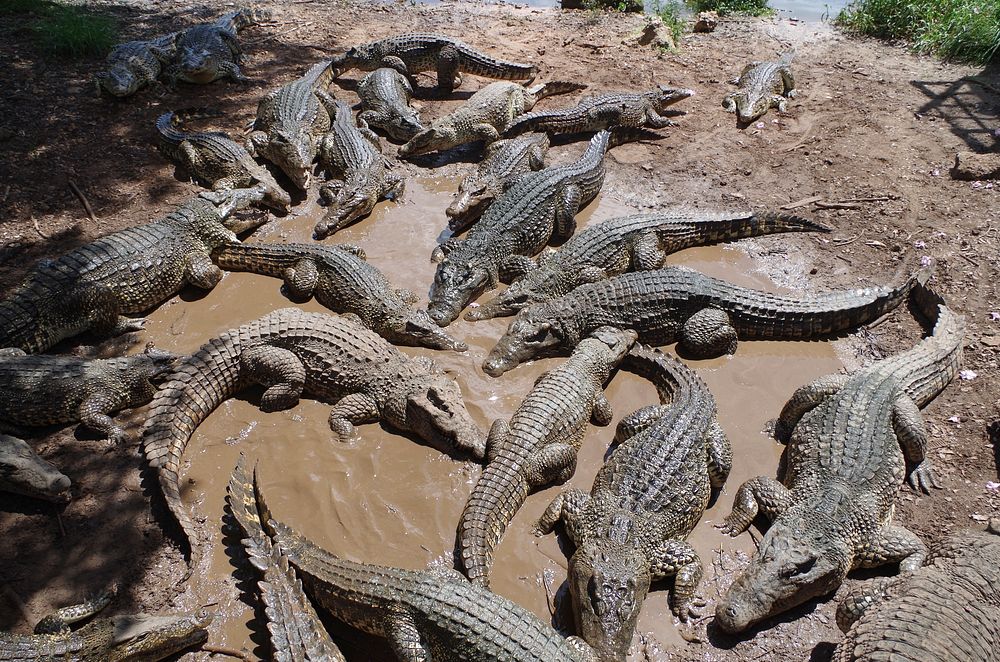 Free crocodiles in mud image, public domain animal CC0 photo.