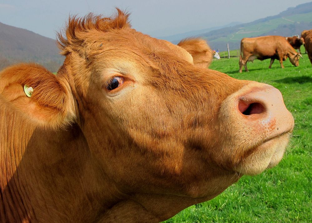 Free funny cow's face image, public domain animal CC0 photo.