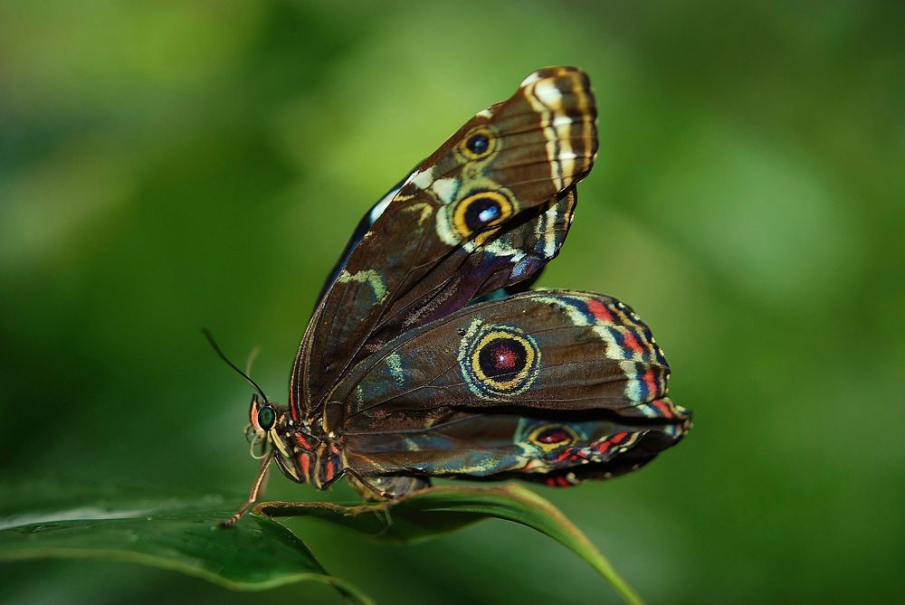 Free blue morpho butterfly image, public domain animal CC0 photo.