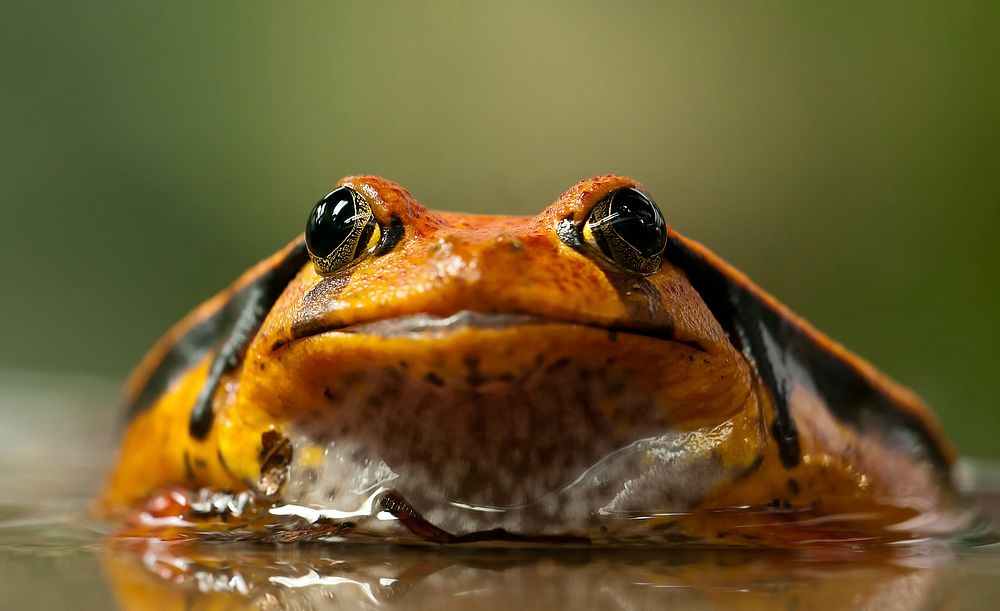 Free frog image, public domain wildlife CC0 photo.
