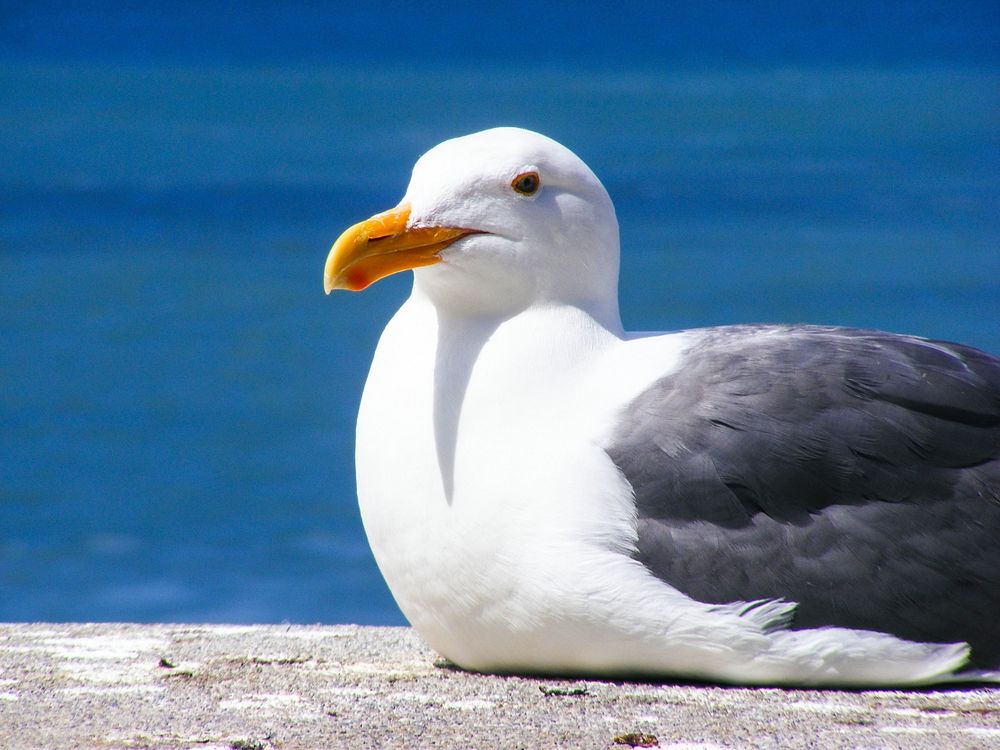 Free European herring gull closeup image, public domain animal CC0 photo.