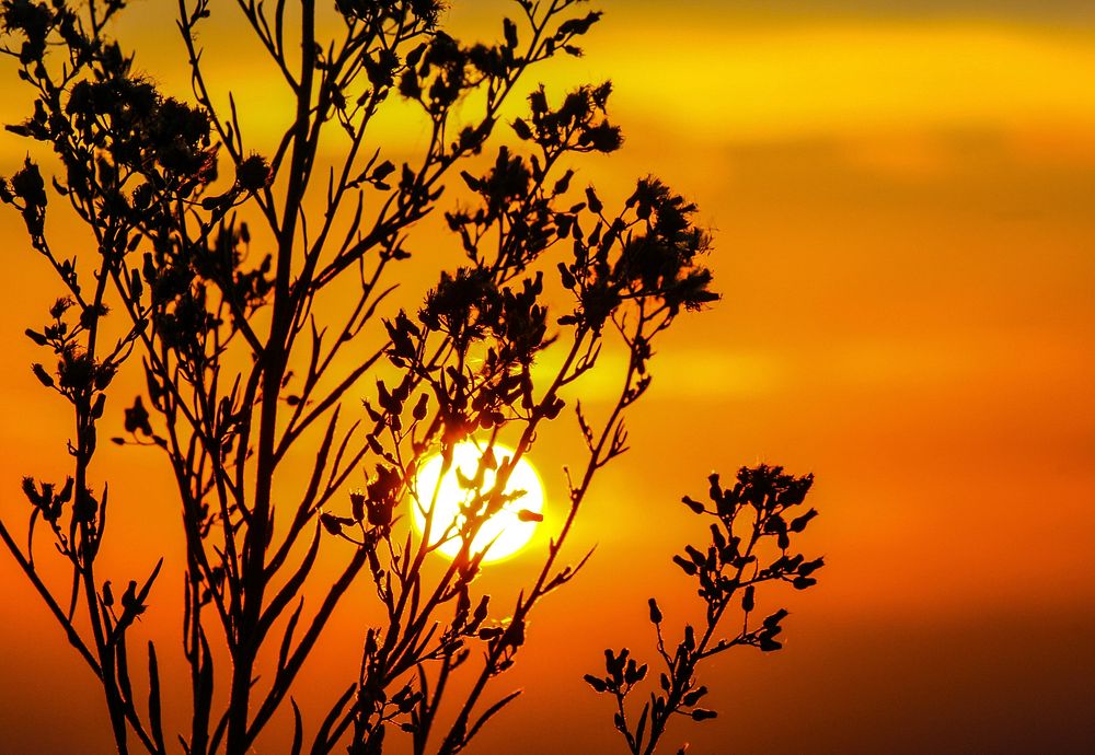 Free tree silhouette during sunset image, public domain nature CC0 photo.