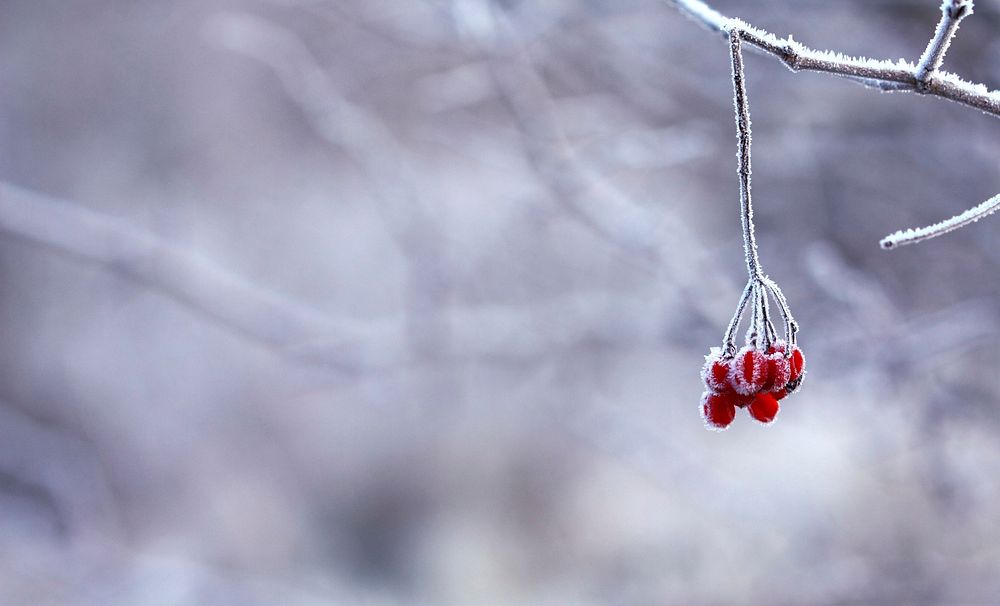 Free branch of cherry covered by snow in winter image, public domain fruit CC0 photo.