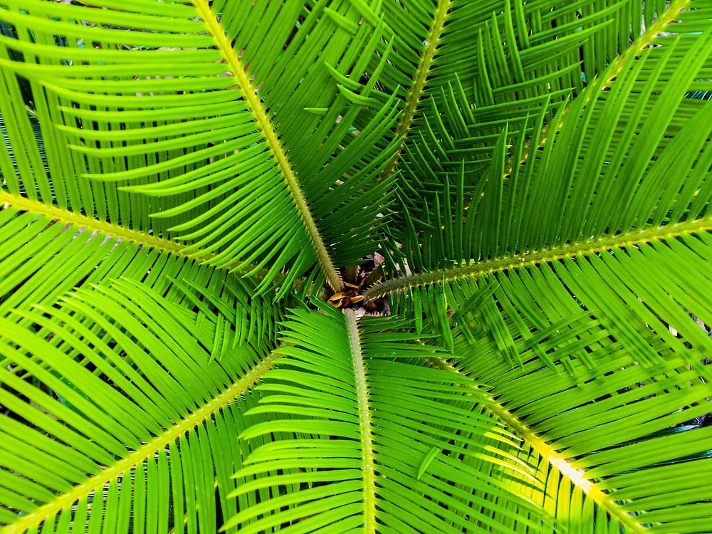 Free sago palm leaves image, public domain botany CC0 photo.