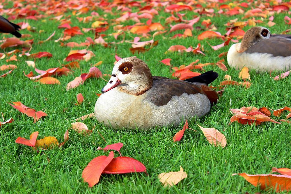 Free two ducks sitting on grass image, public domain animal CC0 photo.