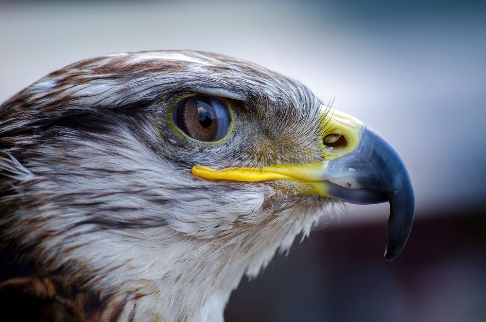 Free eagle, diurnal bird of prey closeup image, public domain animal CC0 photo.