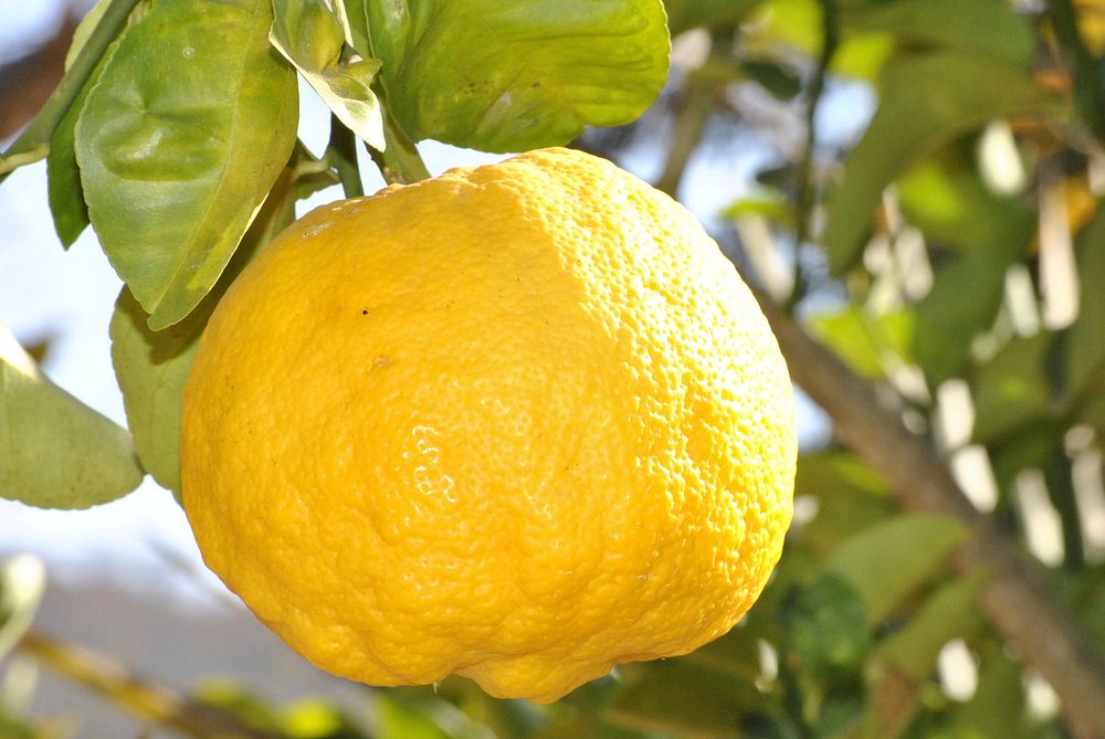 Free lemon public domain fruit CC0 photo.