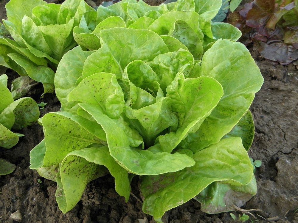 Free lettuce image, public domain food CC0 photo.