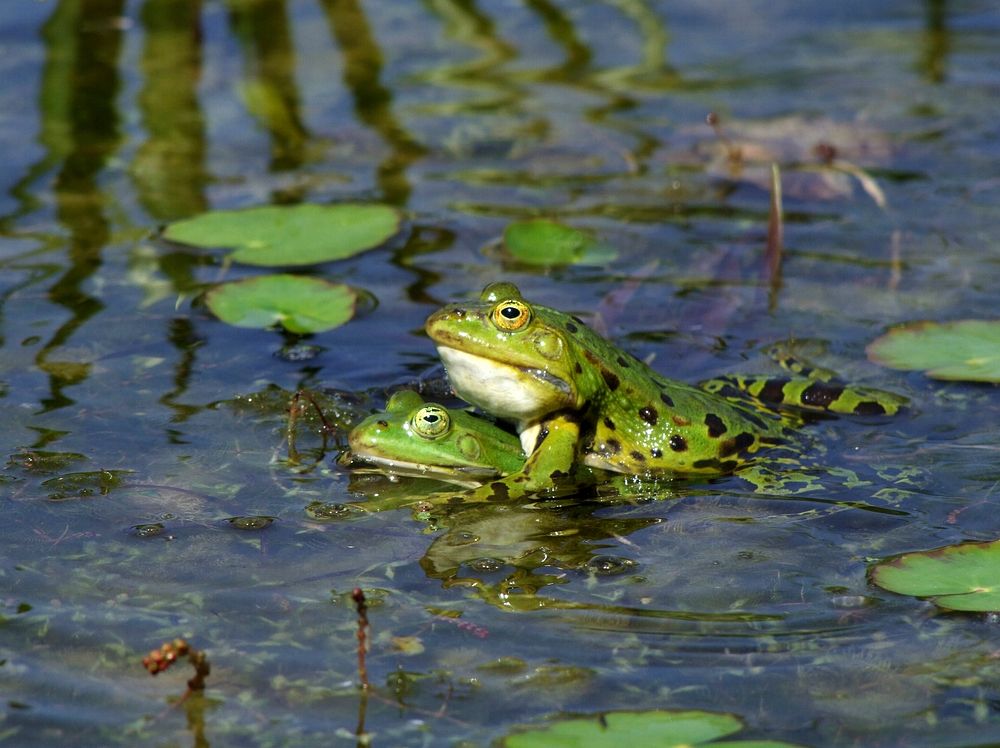 Free frog image, public domain animal CC0 photo. 
