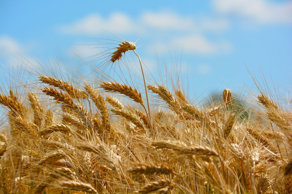 Free wheat crops image, public domain food CC0 photo.