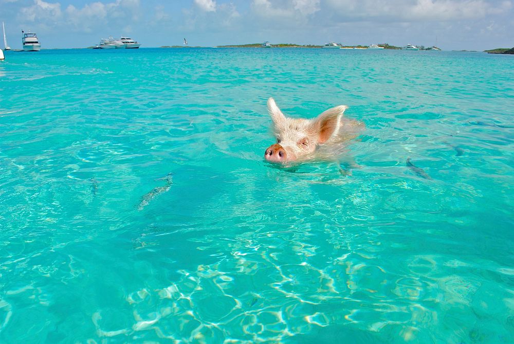 Free swimming pig image, public domain animal CC0 photo.