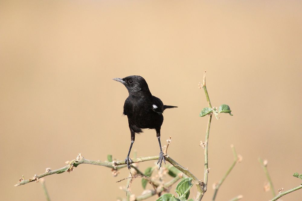Free black bird on tree branch image, public domain animal CC0 photo.