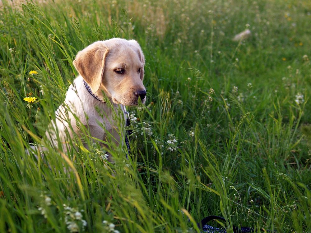 Free labrador retriever puppy in grass field image, public domain animal CC0 photo.