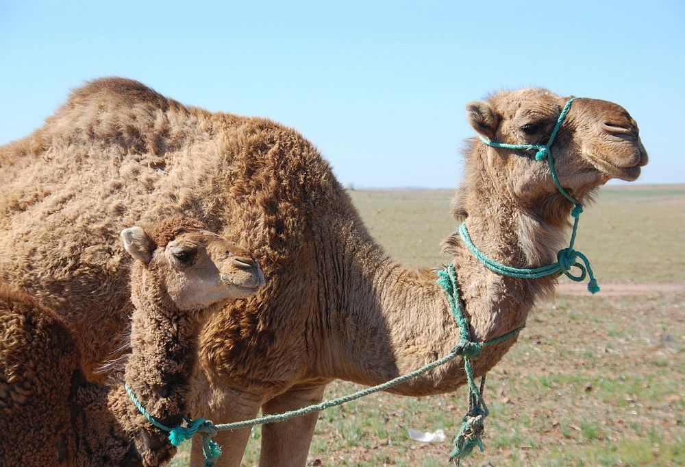 Free mother camel and baby camel with harness image, public domain animal CC0 photo.
