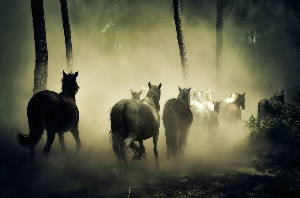 Free herd of horses digital art image, public domain animal CC0 photo.