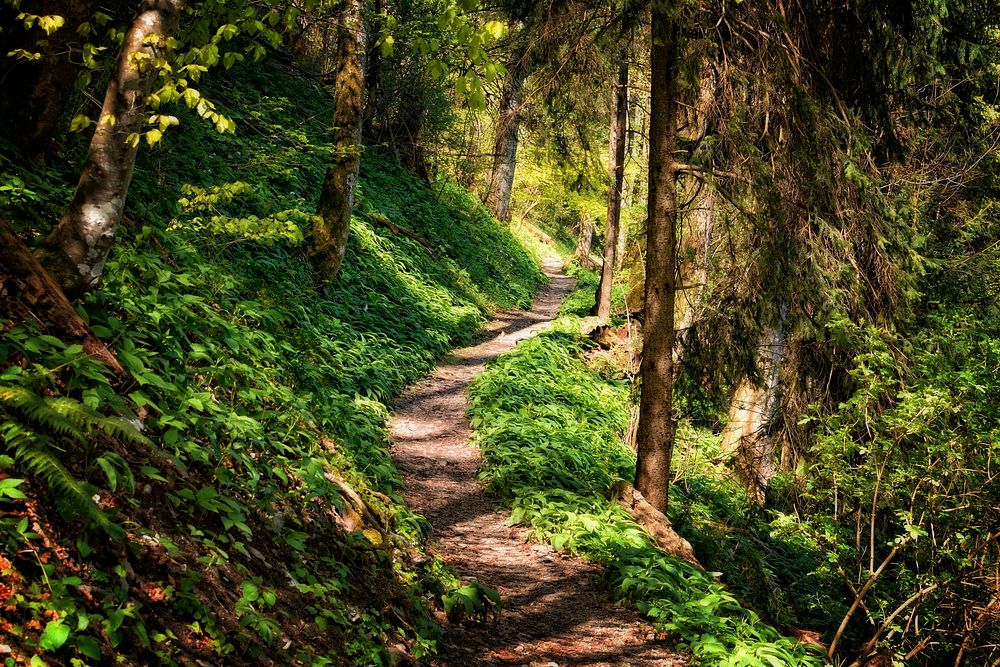 Free trail in green forest with trees image, public domain nature CC0 photo.