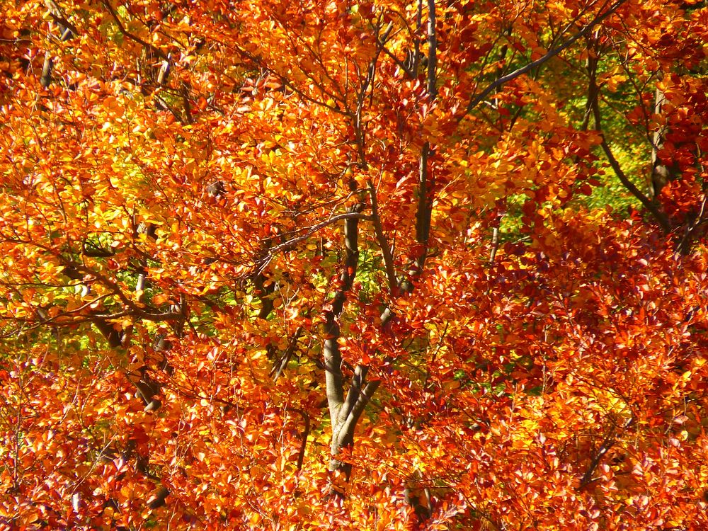 Free autumn leaves image, public domain nature CC0 photo.
