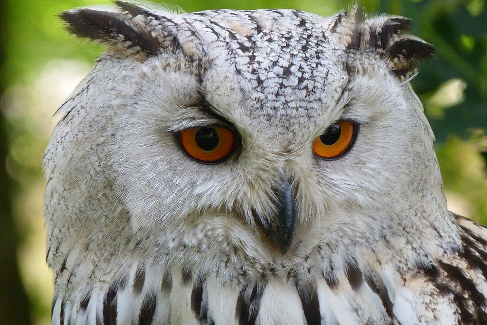 Free owl face image, public domain animal CC0 photo.