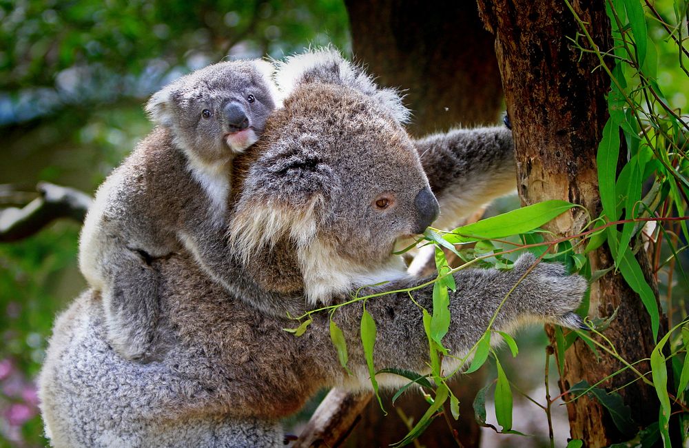 Free Koala & baby image, public domain animal CC0 photo.