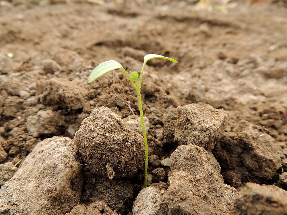 Seedling growing out of soil, free public domain CC0 image.