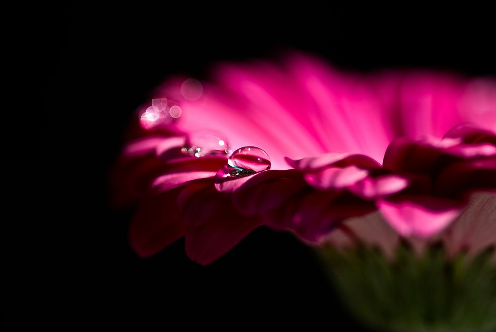 Free pink gerbera daisy image, public domain flower CC0 photo.