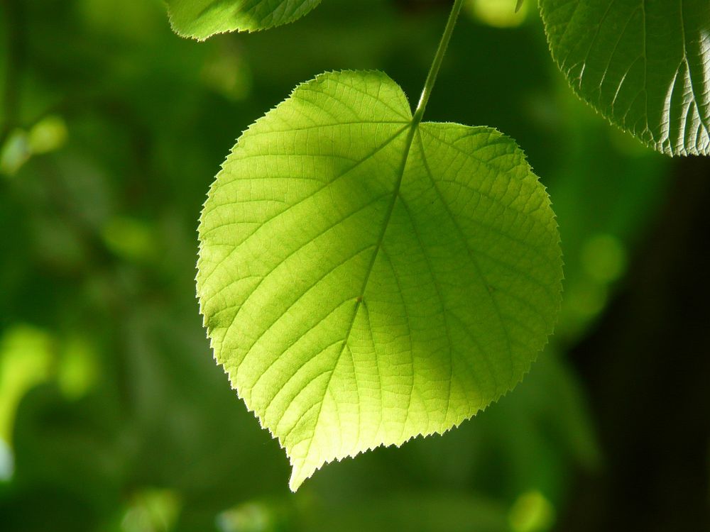 Free leaf photo, public domain nature CC0 image.